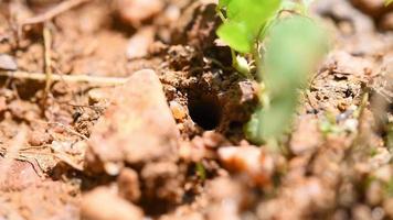 Black Ants walk out to the colony video