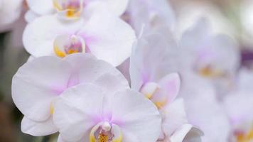 fleur d'orchidée phalaenopsis dans le jardin d'orchidées en hiver ou au printemps. video