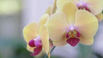 phalaenopsis orchideebloem in tuin bij winter of lentedag.