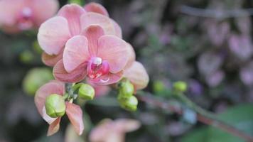 fiore di orchidea phalaenopsis in giardino in inverno o in primavera. video