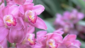 cymbidium orchideebloem in tuin bij winter of lentedag. video