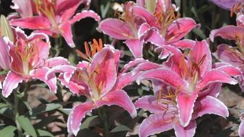 Lily Lilium hybrids flower in garden at sunny summer or spring day. video