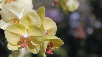 fiore di orchidea phalaenopsis nel giardino di orchidee in inverno o in primavera. video