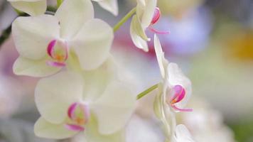 flor de la orquídea Phalaenopsis en el jardín en invierno o día de primavera. video