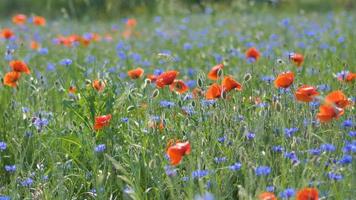 rote Mohnblumen auf einem Mohnfeld mit grünem Gras auf der Wiese video