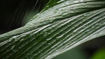 Regen fällt auf ein grünes Blatt video