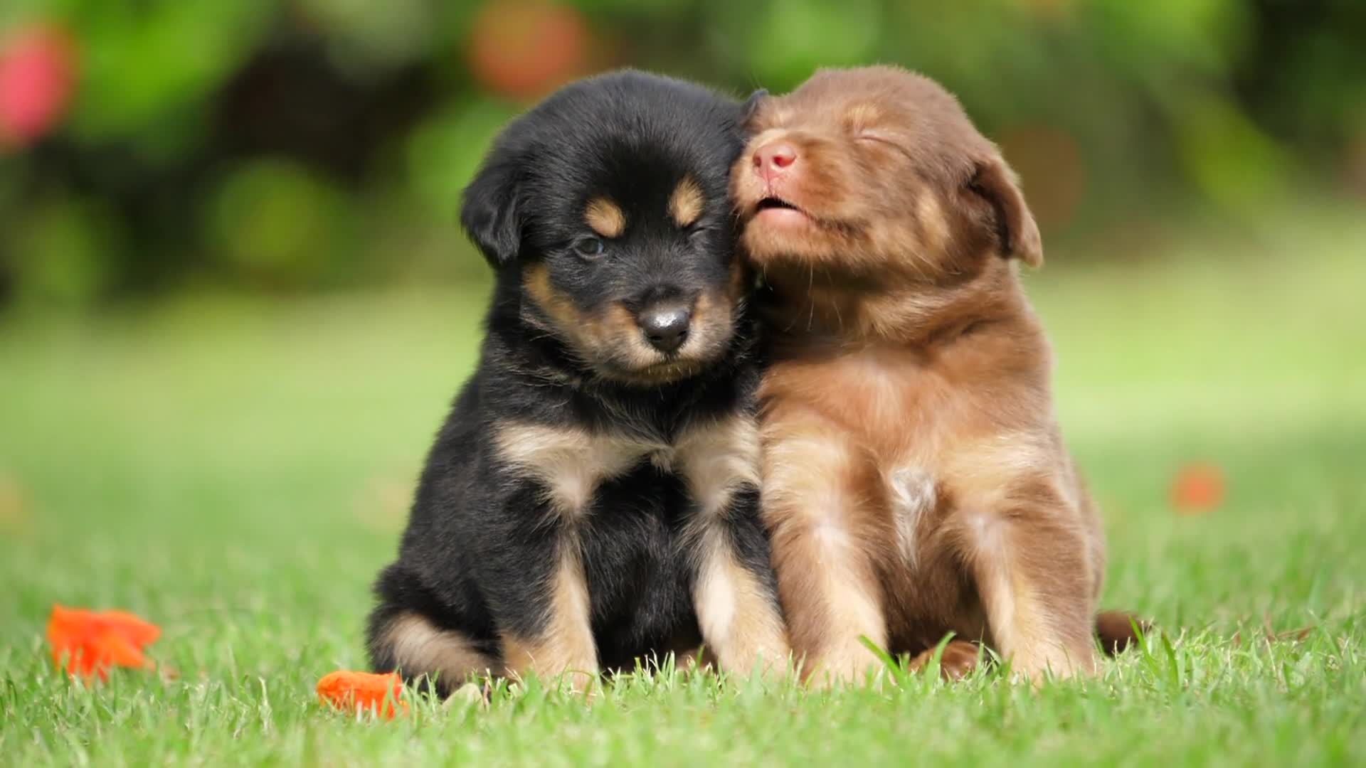 cute newborn dogs