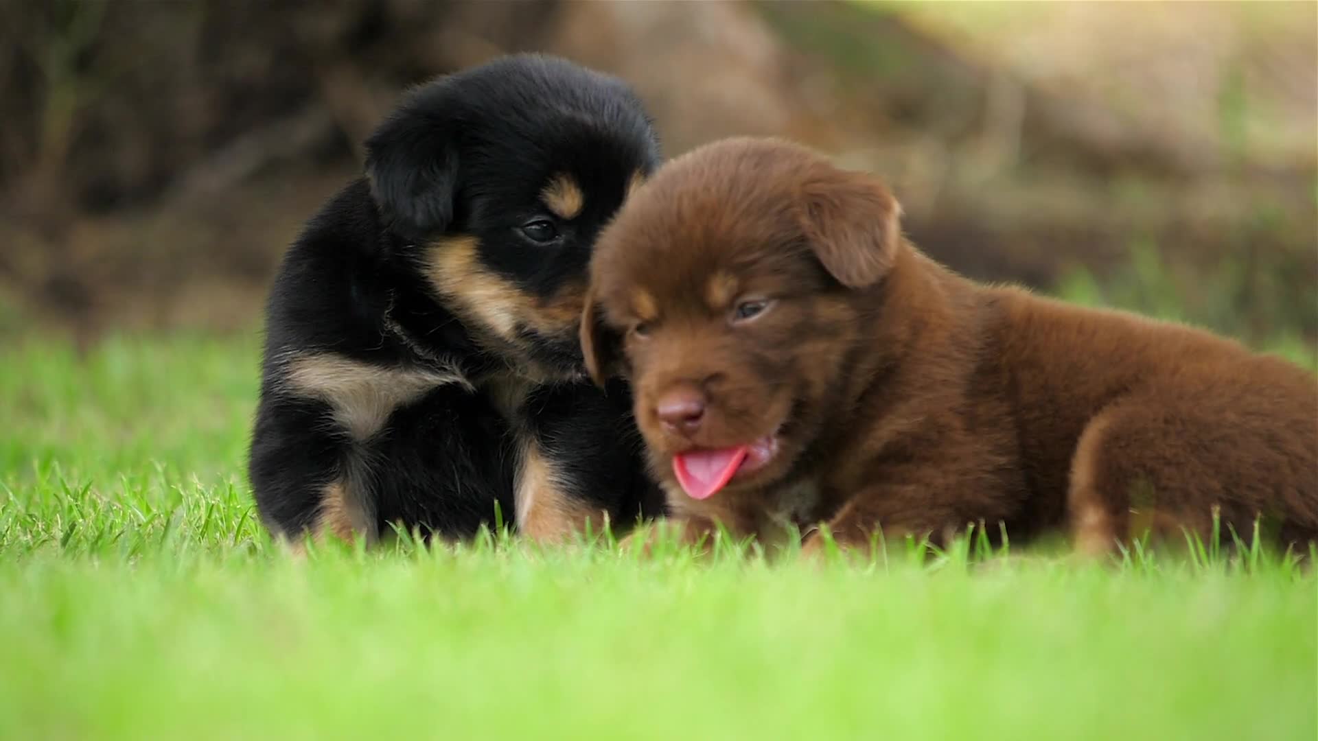 Cute Dog Stock Video Footage for Free Download Cute Dog Stock Video Footage for Free Download