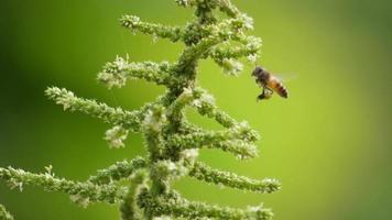 Honey bees flying around honeysuckle flowers 