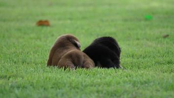 Chiot mignon bébé chien jouant dans le parc verdoyant video