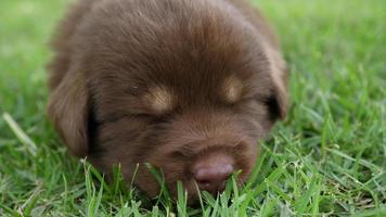 lindo perrito durmiendo en un campo de hierba en el parque