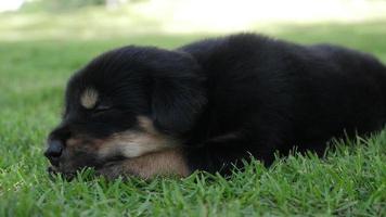 cachorrinho fofo dormindo em um campo de grama no parque