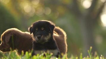 puppy's spelen in het park video