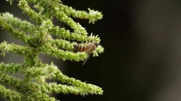 honingbijen vliegen rond kamperfoeliebloemen video