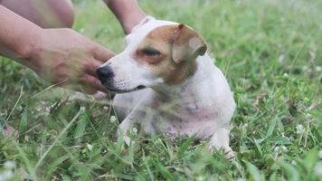 uomo che accarezza la testa del cane con amore. video