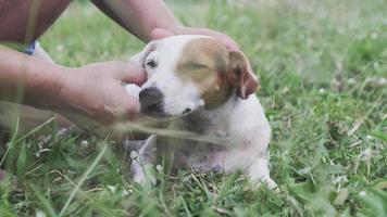 Man petting the dog's head with love. video