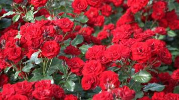 Red Roses on a flowerbed in the spring park video