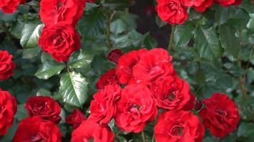 rosas vermelhas em um canteiro de flores no parque primavera