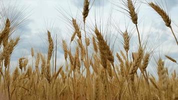 Wheat Field video