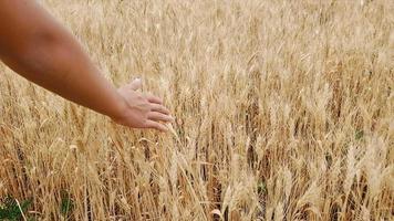 Wheat Field video
