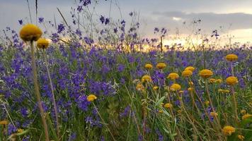 champ de prairie de fleurs sauvages video