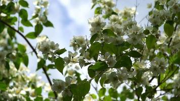 Spring Tree  video