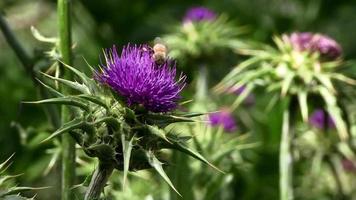 A Bee Sits On Top of a Wild Purple Thistle video