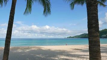 tropisch strand en kokospalmen video