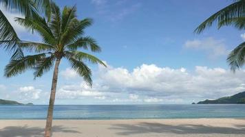 albero di cocco su una spiaggia tropicale video