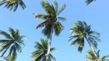 Kokospalmen bewegen sich mit dem Wind