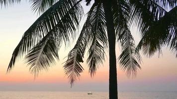 kokosnöt träd på stranden video