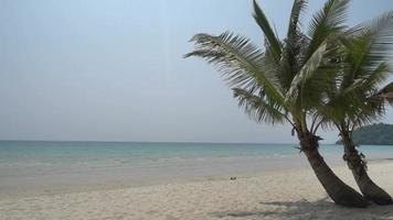 palmier sur la plage video