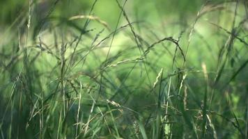 groen gras op een weide video