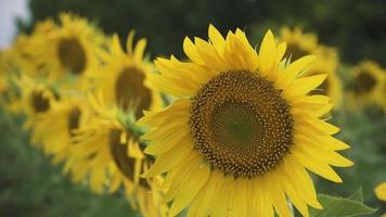 zonnebloemen in een zomer-veld video