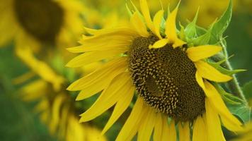 Sonnenblumen in einem Sommerfeld video