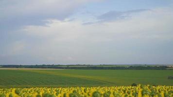 tournesols dans un champ d'été video