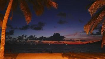 palmeiras da praia à noite video