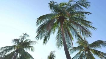 palmera y el cielo video