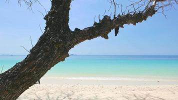 spiaggia tropicale con un ramo video