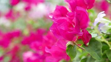 flor rosa buganvílias video