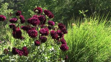 Dalias rojo oscuro se balancean en un campo de verde video