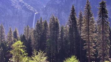 un bosque de pinos enclavado en un cañón de yosemite video
