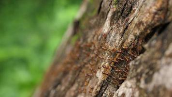 formiche che marciano sugli alberi video
