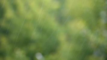 gotas de lluvia con un fondo de vegetación verde video