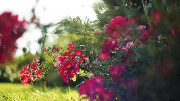 vackra röda blommor i en sommarpark video