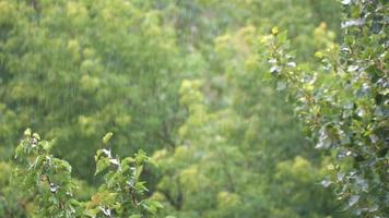 gotas de lluvia con un fondo de vegetación verde