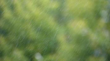gocce di pioggia con uno sfondo di vegetazione verde video