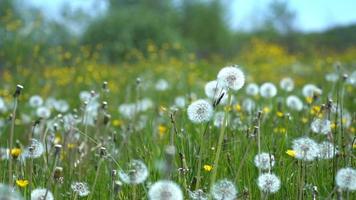 Field of dandelions in a meadow video