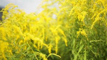 fleurs jaunes sur une prairie au printemps video