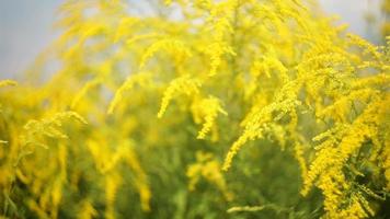 flores amarelas em um prado primavera